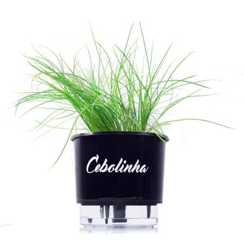 vaso-cebolinha vaso-cebolinha