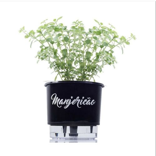 vaso-manjericao vaso-manjericao