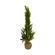 arv-tokdacasa-decor-vf-55cm-en1272_113656
