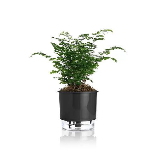 vaso-autoirrigavel-raiz-rain-bow-preto-03-16x143cm-306_102234 vaso-autoirrigavel-raiz-rain-bow-preto-03-16x143cm-306_102234