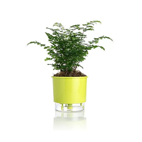 vaso-autoirrigavel-raiz-rain-bow-verde-03-16x143cm-309_102235 vaso-autoirrigavel-raiz-rain-bow-verde-03-16x143cm-309_102235