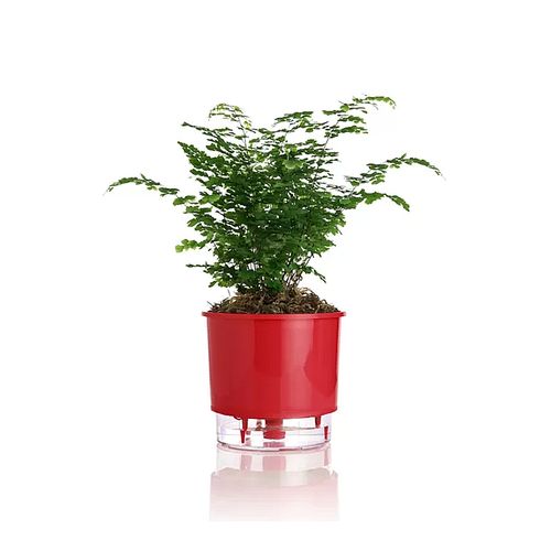 vaso-autoirrigavel-raiz-rain-bow-vermelho-03-16x143cm-311_102236 vaso-autoirrigavel-raiz-rain-bow-vermelho-03-16x143cm-311_102236