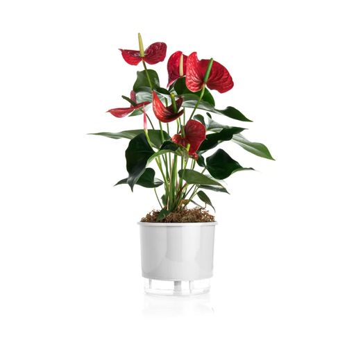 vaso-autoirrigavel-raiz-rain-bow-branco-04-217x19cm-403_102239 vaso-autoirrigavel-raiz-rain-bow-branco-04-217x19cm-403_102239