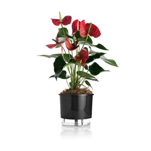 vaso-autoirrigavel-raiz-rain-bow-preto-04-217x19cm-406_102240 vaso-autoirrigavel-raiz-rain-bow-preto-04-217x19cm-406_102240