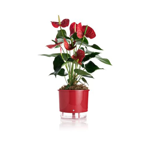 vaso-autoirrigavel-raiz-rain-bow-vermelho-04-217x19cm-411_102241 vaso-autoirrigavel-raiz-rain-bow-vermelho-04-217x19cm-411_102241