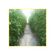 semente-tomate-isla-san-marzano-3gr-1332-270-31-114407-114407