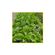 semente-rucula-isla-cultivada-antonella-5gr-2746-255-31-114404-114404