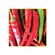 semente-pimenta-isla-cayane-dedo-de-moca-4gr-1541-205-31-114394-114394