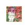 semente-flor-isla-balsamina-dobrada-sortida-3gr-2575-336-31-114428-114428